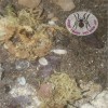 ISOPOD